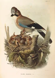 オスカー・ドレスラーによるユーラシアン・カケスGarrulus glandariusを描いたEugenio Bettoniの "Natural History of Birds that Nest in Lombardy "の挿絵。