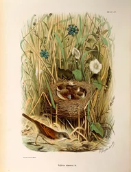 オスカー・ドレスラーによるホワイトスロートSylvia communis or cinereaを描いたEugenio Bettoniの "Natural History of Birds that Nest in Lombardy "の挿絵。