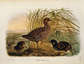 オスカー・ドレスラーが描いたSpotted Crake Porzana porzanaを表すEugenio Bettoniの "Natural History of Birds that Nest in Lombardy "の挿絵。