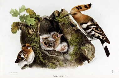 Huppe fasciee (Upupa epops) (Hoopoe)の表現（Chromolithography