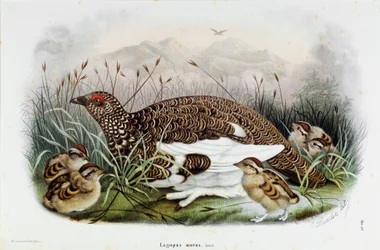 鷓鴣（しゃこ）の表現（Chromolithography