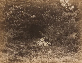 森の中の岩,c.1865年（写真）