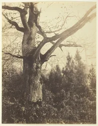Untitled [tree], c. 1860.    1176628   ja       japanese Successfully Translated  Original: Figure of a Woman Translat: Figure of a Woman 1339487 ja japanese Successfully Translated Original: Kuwana No. 43. Kuwana: one of the fifty-three noted places on To