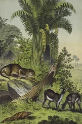 インドの動物と植物（カラーリトグラフ