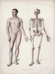 The Anatomy of the External Forms of Man』のイラスト。立っている人（カラーリトグラフ