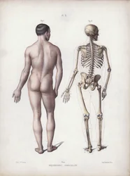 The Anatomy of the External Forms of Man』のイラスト。立っている人、後ろ姿（カラーリトグラフ