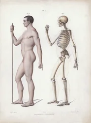 The Anatomy of the External Forms of Man』のイラスト。立っている人、横から見た図（カラーリトグラフ