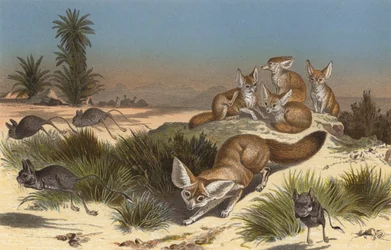 Wustenfuchs