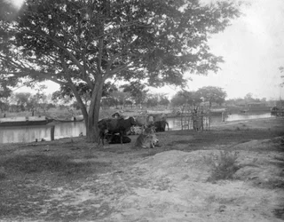 牛、インド、アリポア、1905-1906