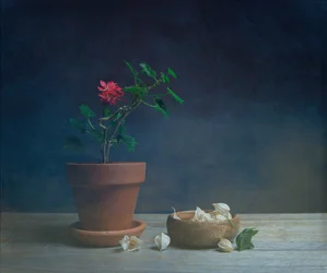 物憂げな鉢植えの花