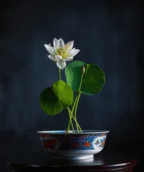 白い蓮の静けさ