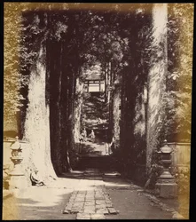 箱根の寺院へ続く並木道