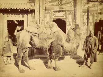 飼育係を伴うフタコブラクダ、1860年頃