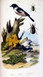 F.E.ゲランによる植物学と動物学の図版。Dictionnaire pittoresque d