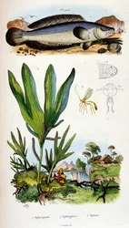 F.E.ゲランによる植物学と動物学の図版。Dictionnaire pittoresque d
