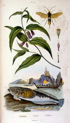 F.E.ゲランによる植物学と動物学の図版。Dictionnaire pittoresque d