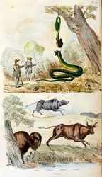 F.E.ゲランによる植物学と動物学の図版。Dictionnaire pittoresque d