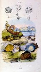 F.E.ゲランによる植物学と動物学の図版。Dictionnaire pittoresque d