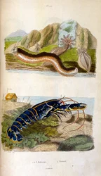 F.E.ゲランによる植物学と動物学の図版。Dictionnaire pittoresque d