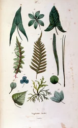 F.E.ゲランによる植物学と動物学の図版。Dictionnaire pittoresque d