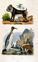 F.E.ゲランによる植物学と動物学の図版。Dictionnaire pittoresque d