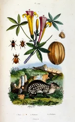 F.E.ゲランによる植物学と動物学の図版。Dictionnaire pittoresque d