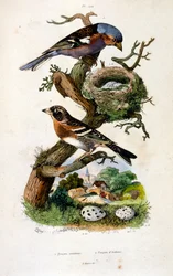 F.E.ゲランによる植物学と動物学の図版。Dictionnaire pittoresque d