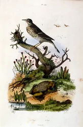 F.E.ゲランによる植物学と動物学の図版。Dictionnaire pittoresque d