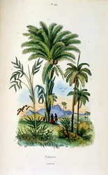 F.E.ゲランによる植物学と動物学の図版。Dictionnaire pittoresque d