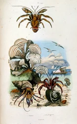 F.E.ゲランによる植物学と動物学の図版。Dictionnaire pittoresque d