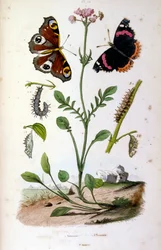 F.E.ゲランによる植物学と動物学の図版。Dictionnaire pittoresque d