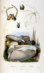 F.E.ゲランによる植物学と動物学の図版。Dictionnaire pittoresque d