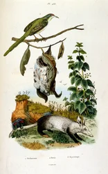 F.E.ゲランによる植物学と動物学の図版。Dictionnaire pittoresque d