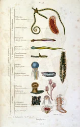 F.E.ゲランによる植物学と動物学の図版。Dictionnaire pittoresque d