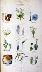 F.E.ゲランによる植物学と動物学の図版。Dictionnaire pittoresque d