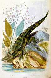 F.E.ゲランによる植物学と動物学の図版。Dictionnaire pittoresque d