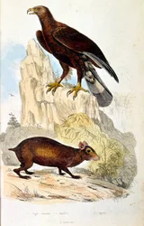 F.E.ゲランによる植物学と動物学の図版。Dictionnaire pittoresque d