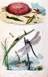 F.E.ゲランによる植物学と動物学の図版。Dictionnaire pittoresque d