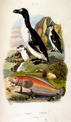 F.E.ゲランによる植物学と動物学の図版。Dictionnaire pittoresque d