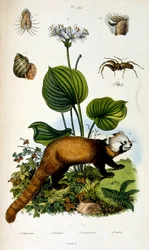 F.E.ゲランによる植物学と動物学の図版。Dictionnaire pittoresque d