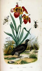 F.E.ゲランによる植物学と動物学の図版。Dictionnaire pittoresque d