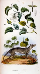 F.E.ゲランによる植物学と動物学の図版。Dictionnaire pittoresque d
