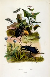 F.E.ゲランによる植物学と動物学の図版。Dictionnaire pittoresque d