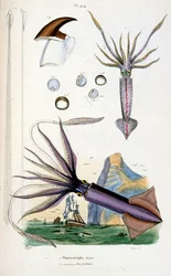 F.E.ゲランによる植物学と動物学の図版。Dictionnaire pittoresque d