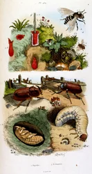 F.E.ゲランによる植物学と動物学の図版。Dictionnaire pittoresque d