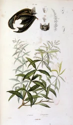 F.E.ゲランによる植物学と動物学の図版。Dictionnaire pittoresque d