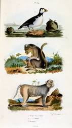 F.E.ゲランによる植物学と動物学の図版。Dictionnaire pittoresque d