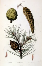 F.E.ゲランによる植物学と動物学の図版。Dictionnaire pittoresque d