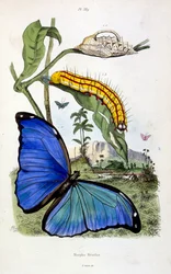 F.E.ゲランによる植物学と動物学の図版。Dictionnaire pittoresque d