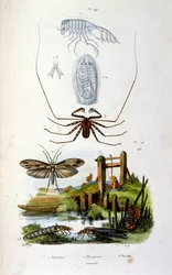 F.E.ゲランによる植物学と動物学の図版。Dictionnaire pittoresque d